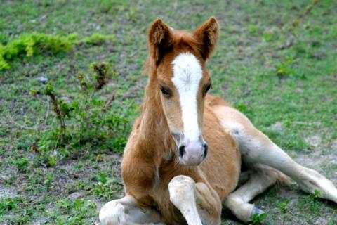 Wild Horses of Turks and Caicos 