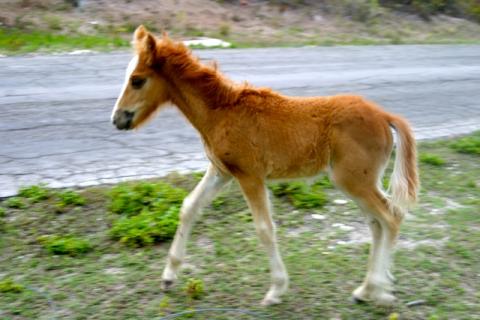 Wild Horses of Turks and Caicos 