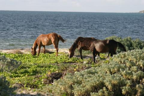 Wild Horses of Turks and Caicos 