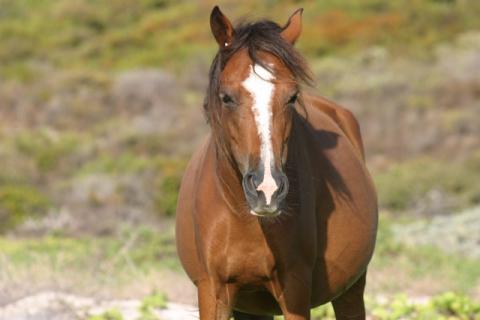 Wild Horses of Turks and Caicos